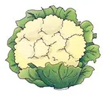 Cauliflower-in-arabic