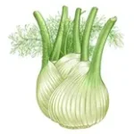 fennel-in-arabic