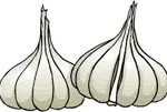 garlic-in-arabic