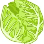 lettuce-in-arabic