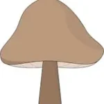 mushroom-in-arabic